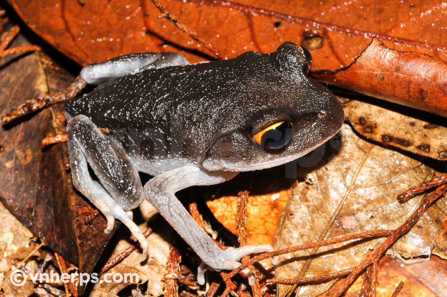 Leptobrachium lunatum